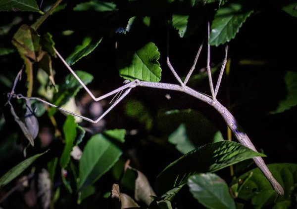 我国合法的配资平台 新民侨梁 |魔都夜游宝藏地打卡 公园里藏着哪些夏夜奇遇？